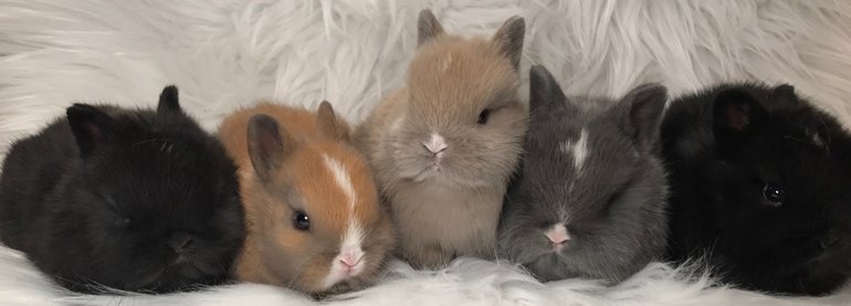 netherland dwarf show rabbits for sale
